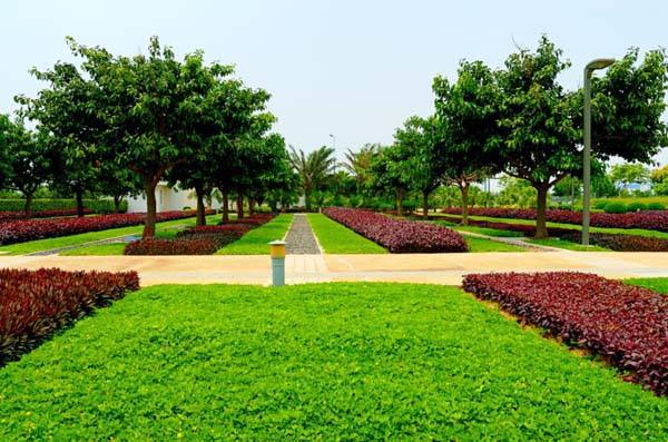 园林绿化公司为您解析树木长势衰弱、叶小发黄的原因